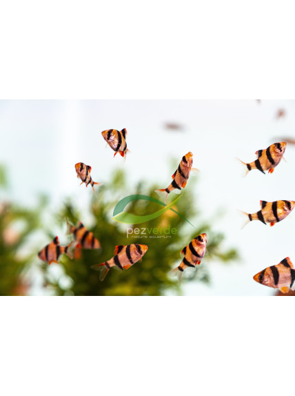 Puntigrus tetrazona - Barbo Tetrazona