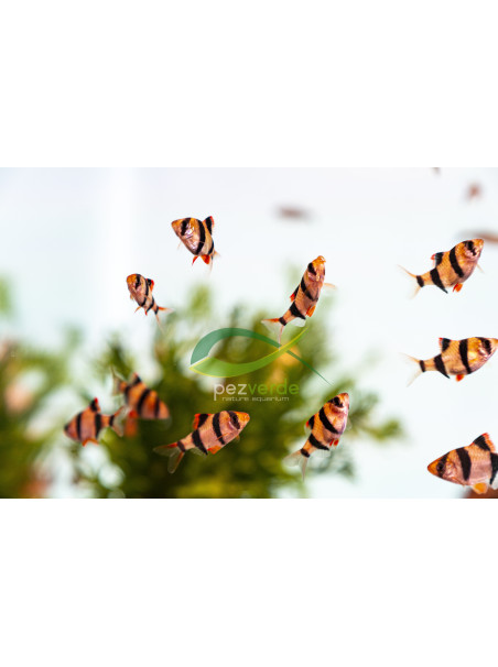 Puntigrus tetrazona - Barbo Tetrazona