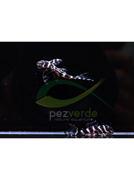 L236 - Hypancistrus sp.