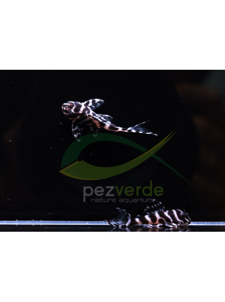 L236 - Hypancistrus sp.