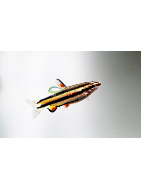 Nannostomus marginatus - Pez Lápiz marginatus
