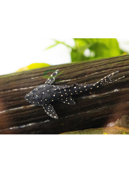 Acanthicus adonis - L155