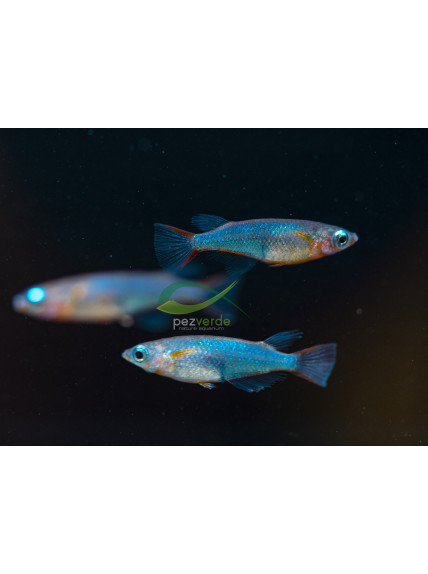 Oryzias woworae - Neón del Arrozal de Daisy