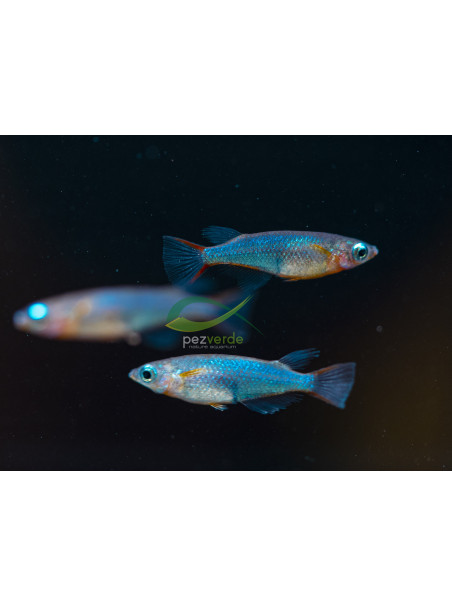 Oryzias woworae - Neón del Arrozal de Daisy