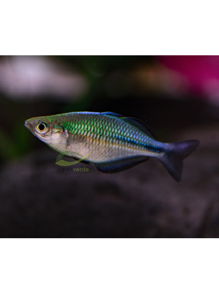 Melanotaenia lacustris