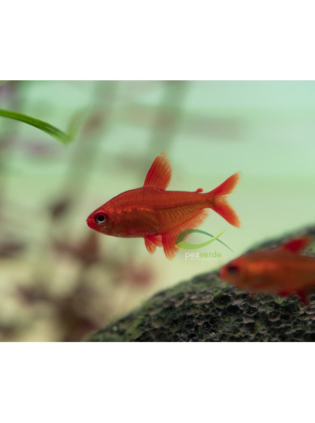 Hyphessobrycon sp. 'Muzel Red Cherry'