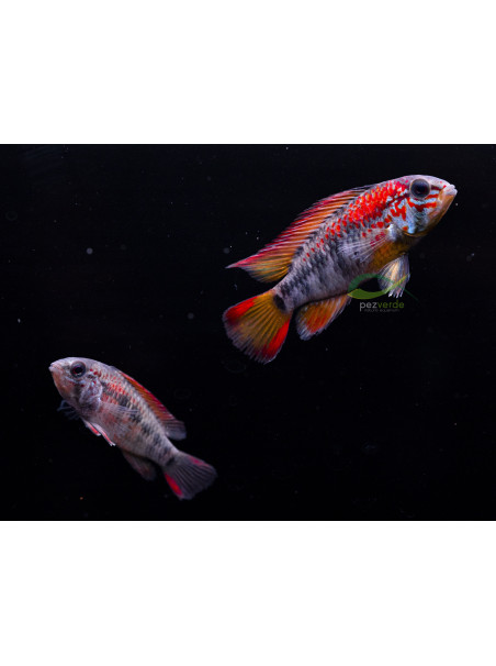 Apistograma viejita II