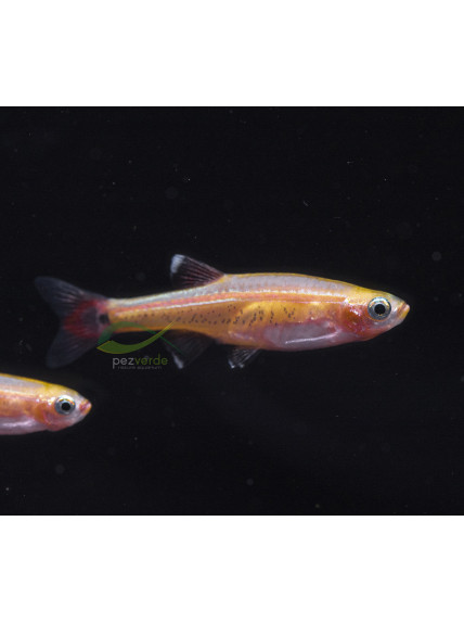 Tanichthys albonubes - Neón Chino Oro