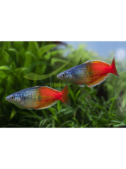 Melanotaenia boesemani super rojo.