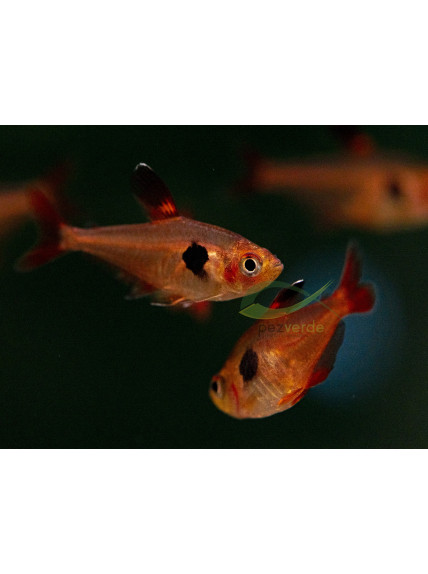 Hyphessobrycon sweglesi – Tetra Fantasma Rojo