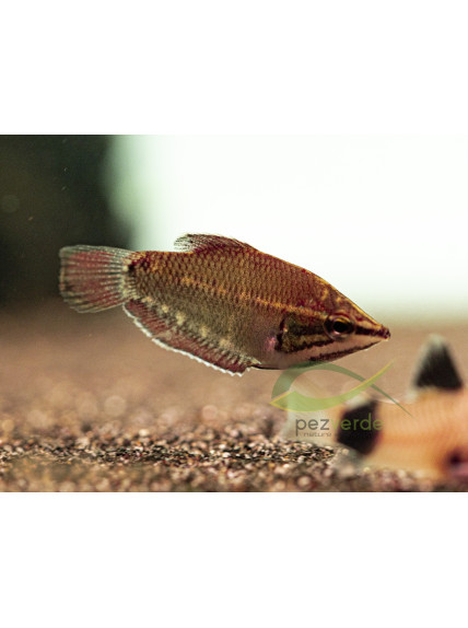 Sphaerichthys vaillanti – Gourami Samurai
