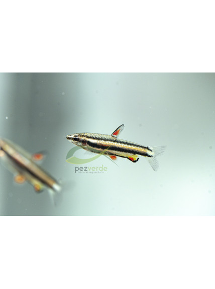 Nannostomus marginatus - Pez Lápiz marginatus