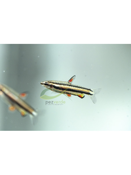 Nannostomus marginatus - Pez Lápiz marginatus