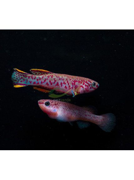 Killi Fundulopanchax gardneri - Aphyosemion gardneri