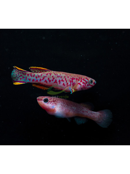 Killi Fundulopanchax gardneri - Aphyosemion gardneri