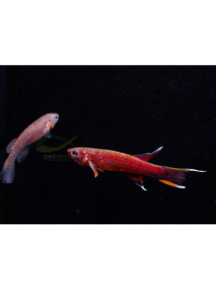 Killi Aphyosemion australe - Killi Cabo López 2