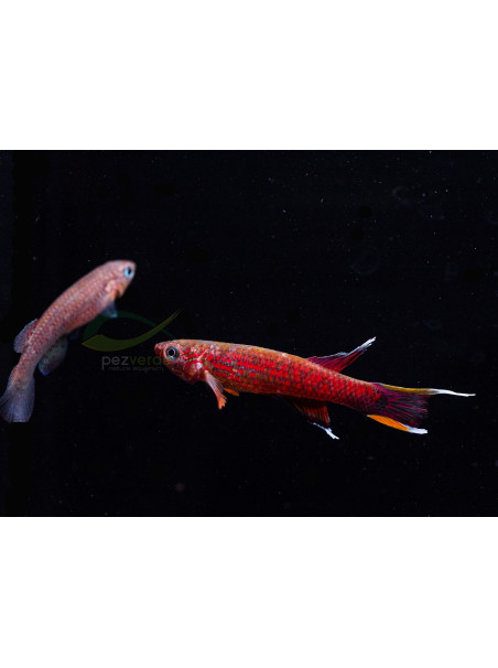 Killi Aphyosemion australe - Killi Cabo López