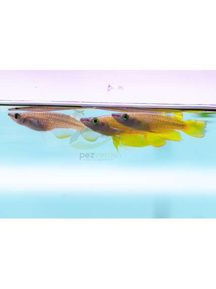 Killi Aplocheilus panchax Amarillo 2