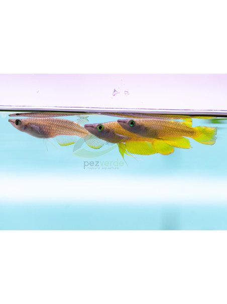 Killi Aplocheilus panchax Amarillo