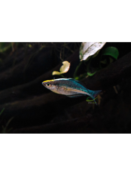 Melanotaenia lacustris