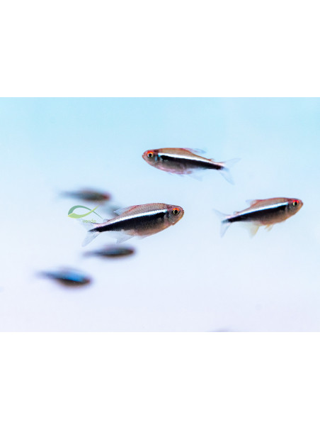 Hyphessobrycon herbertaxelrodi - Neón Negro