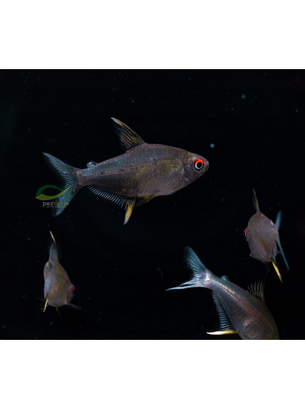 Hyphessobrycon pulchripinnis - Tetra Limón