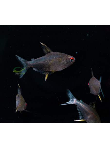 Hyphessobrycon pulchripinnis - Tetra Limón