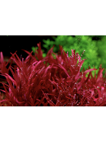 Rotala rotundifolia 'Blood Red' 1-2-Grow! Limited Edition
