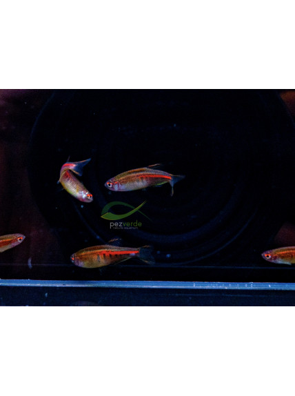 Celestichthys choprae – Cebrita choprae