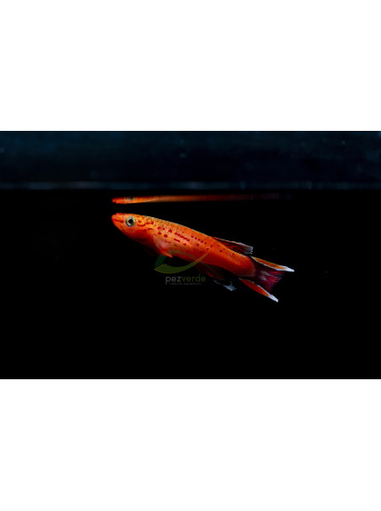 Killi Aphyosemion australe - Killi Cabo López