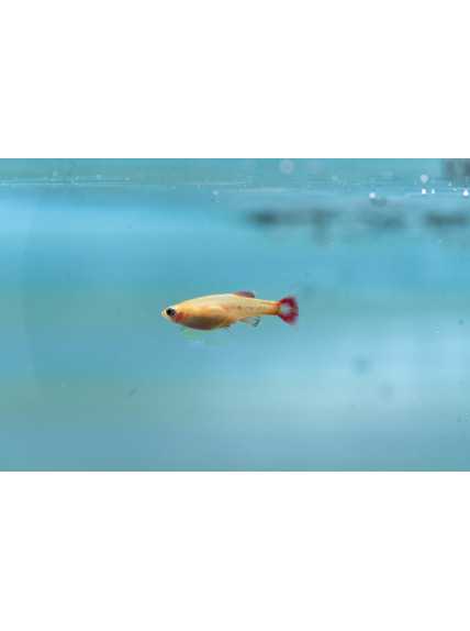 Tanichthys albonubes - Neón Chino Oro 2