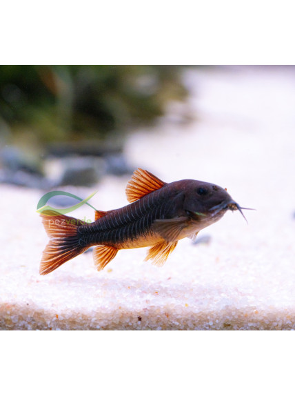Corydoras aeneus ‘Black Venezuela’
