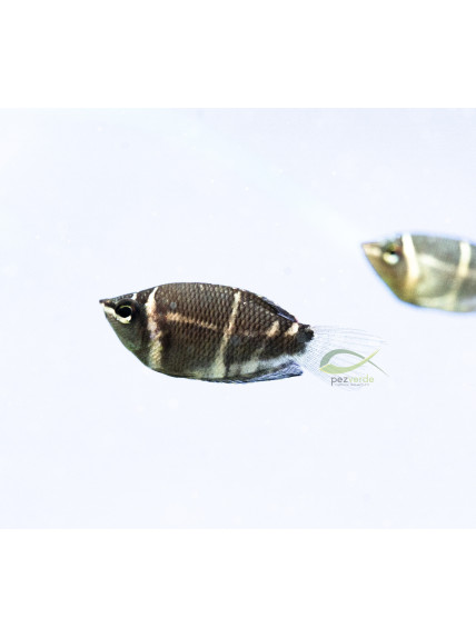 Sphaerichthys osphromenoides – Gourami Chocolate