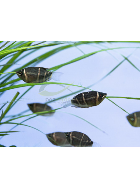 Sphaerichthys osphromenoides – Gourami Chocolate