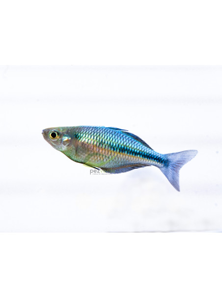 Melanotaenia lacustris