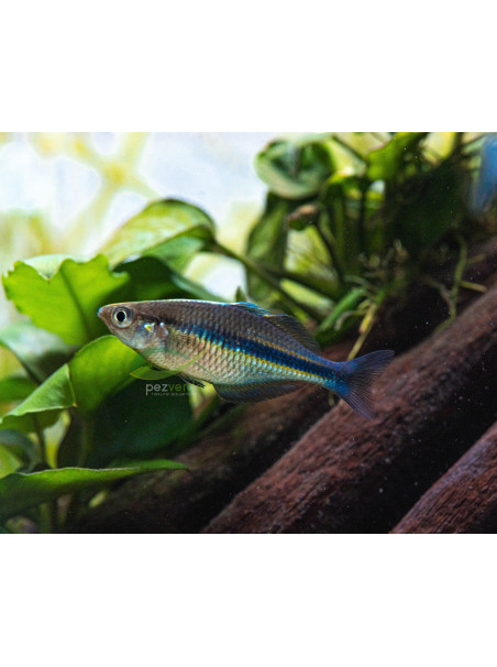 Melanotaenia lacustris