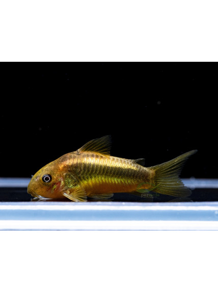 Corydoras peru 'Red Laser'