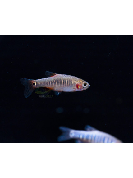 Celestichthys erythromicron - Microrasbora erythromicron
