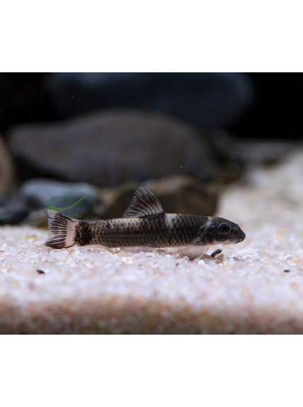 Garra flavatra - Garra Panda