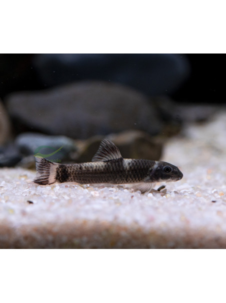 Garra flavatra - Garra Panda