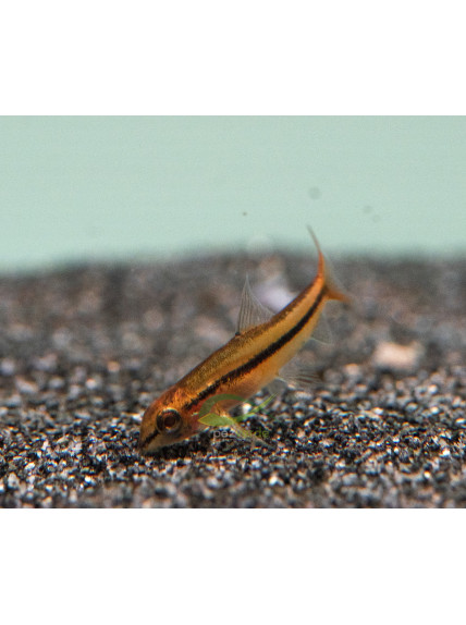 Petruichthys sp. 'rosy' - Botia rosy