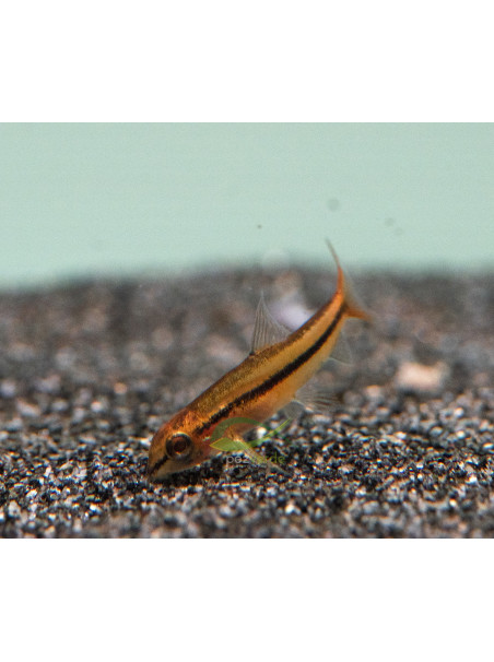 Petruichthys sp. 'rosy' - Botia rosy