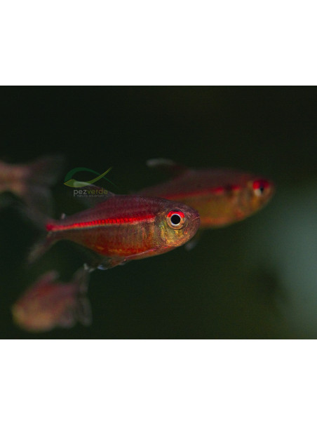 Hemigrammus coeruleus