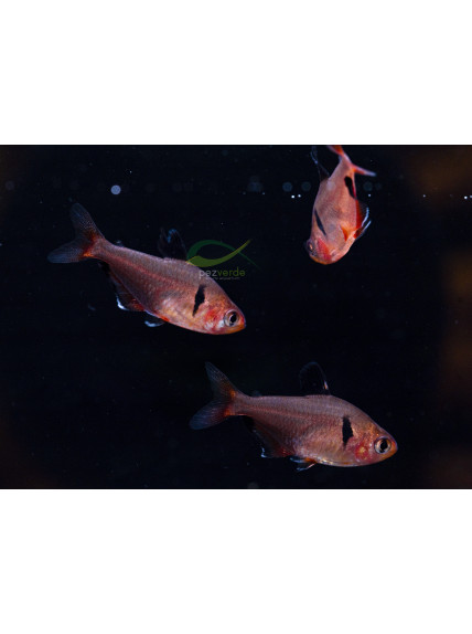 Hyphessobrycon eques - Tetra serpae 2