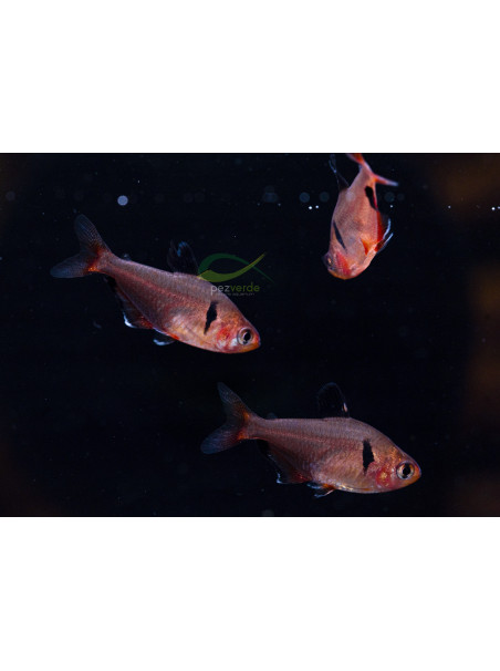 Hyphessobrycon eques - Tetra serpae