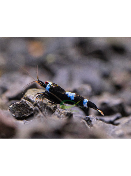 Caridina cantonensis var 'Taiwan Bee Blue Panda'