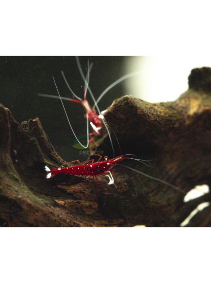 Gamba Caridina Dennerli White Spot Red Bee - Sulawesi
