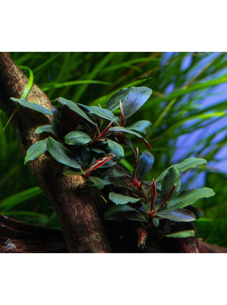 Bucephalandra sordidula 'Blue' en maceta