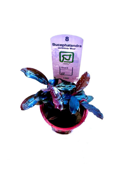 Bucephalandra sordidula 'Blue' en maceta 2