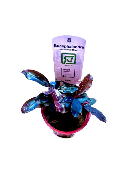 Bucephalandra sordidula 'Blue' en maceta